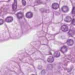 Microscopio binocular 1000x, objetivos IOS E-PLAN B-292PLi-1554