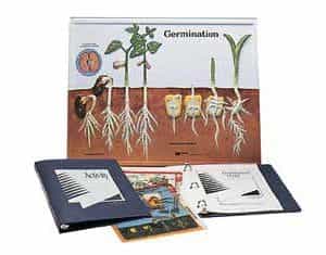 Maqueta sobre la germinación-0