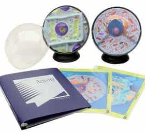 Maqueta de célula animal y vegetal con set de actividades-0