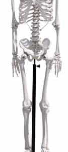 Esqueleto humano 170 cm-0