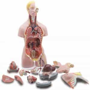 Torso humano asexuado, modelo de alta calidad-0