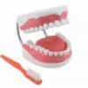 Maqueta para la higiene dental-0