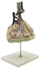 Alvéolos pulmonares-0