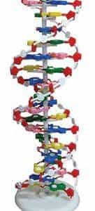 Maqueta de la doble hélice del ADN (Modelo económico)-0