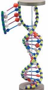 Maqueta de la doble hélice del ADN-0
